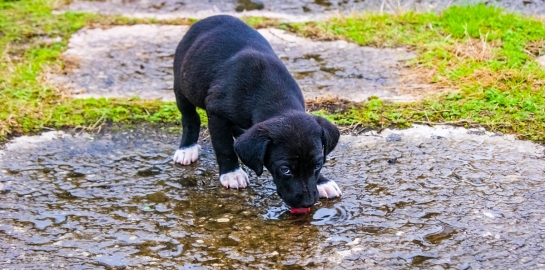 Cucciolo di cane che beve l'acqua di una pozzanghera a rischio di Leptospirosi