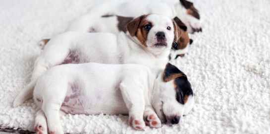 Cuccioli di cane su tappeto