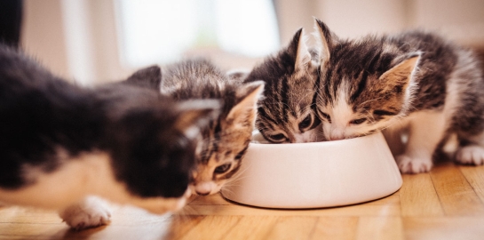 Gattini che hanno iniziato lo svezzamento e mangiano dalla stessa ciotola