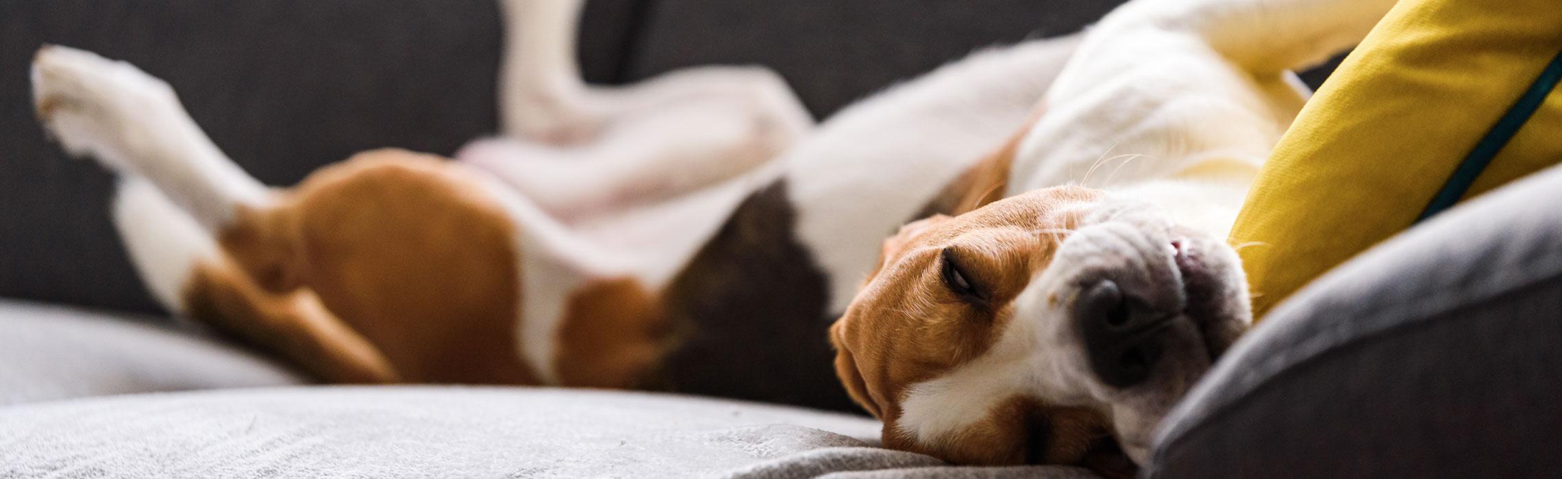 Cani in famiglia e pulci: come accorgersi e come gestire il problema