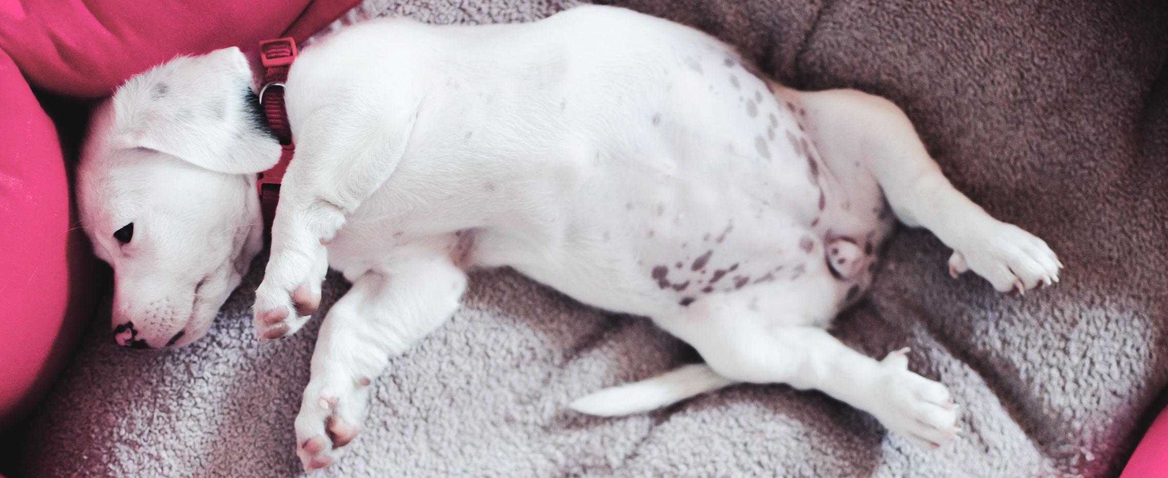 Sverminazione del cane: consigli utili