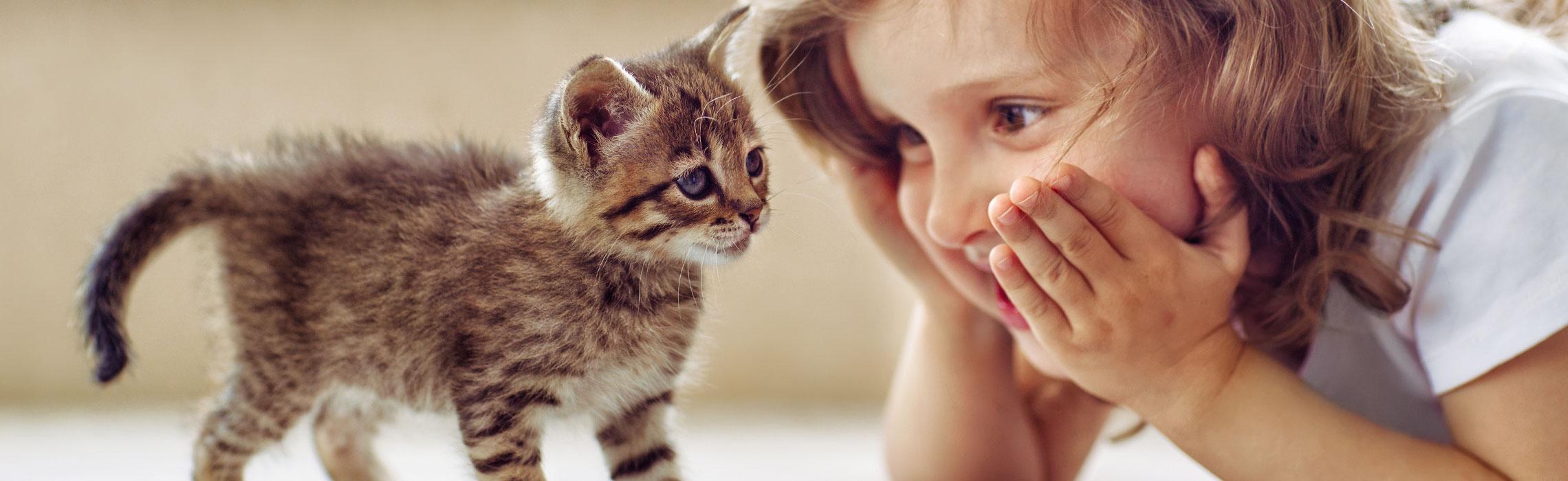 Parassiti intestinali nel gatto