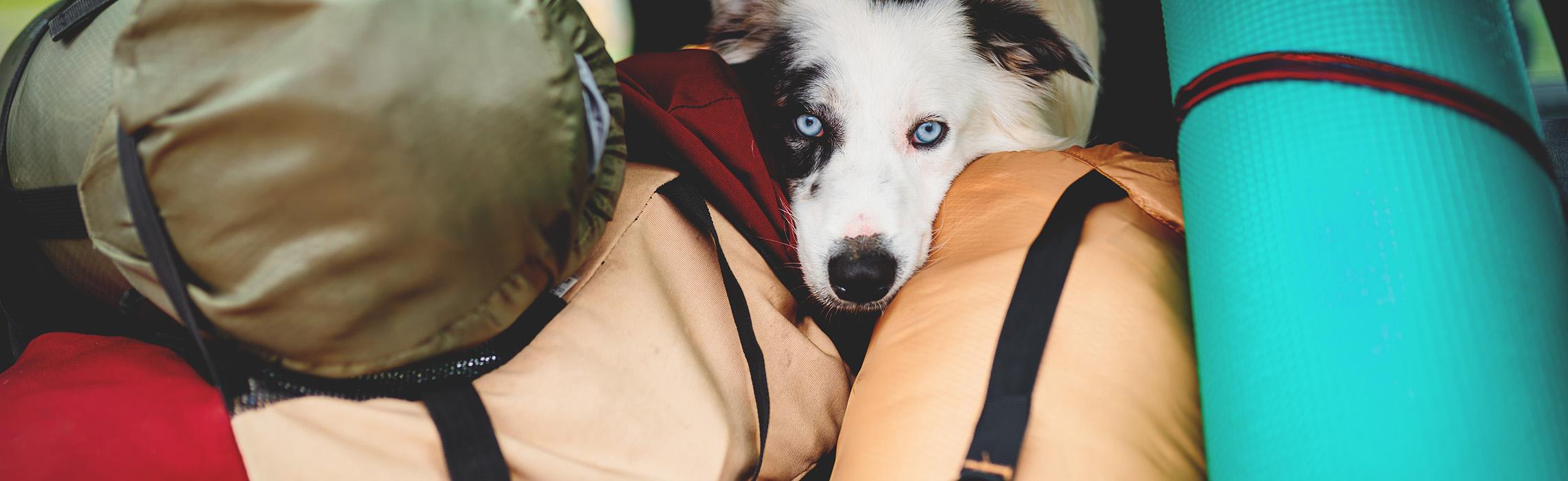 cane-in-vacanza2b