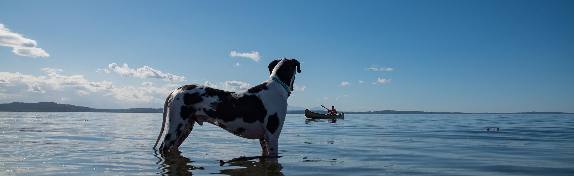 cane-vacanze