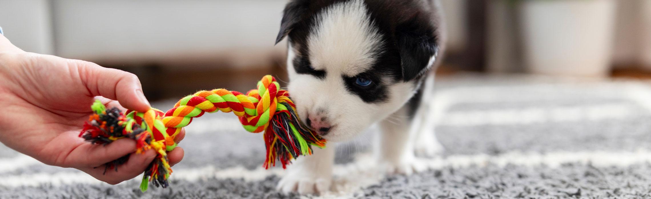top image magazine accogliere un cucciolo