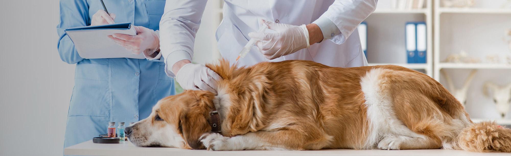 top image magazine vaccini cane