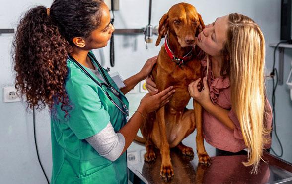 Veterinario che visita un cane con proprietario